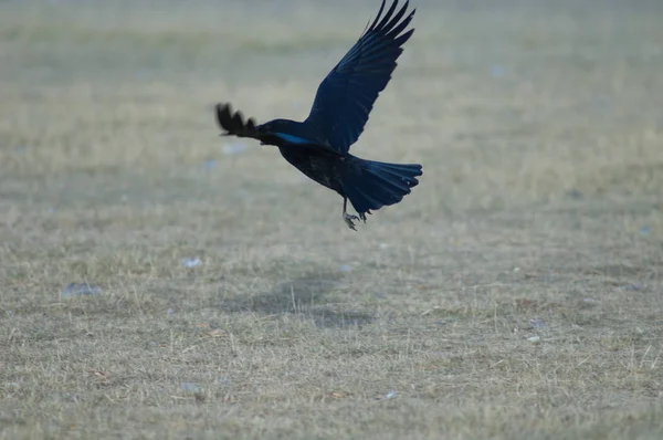 Cuervo Transporte Corvus Corone Tomando Vuelo Reserva Natural Laguna Gallocanta — Foto de Stock