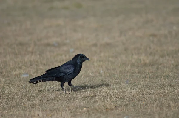 Mršna Vrána Corvus Corone Přírodní Rezervace Gallocanta Lagoon Aragon Španělsko — Stock fotografie