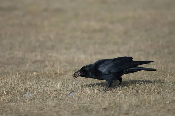 Carrión Cuervo Corvus Corone Con Bellotas Pico Reserva Natural Laguna — Foto de Stock