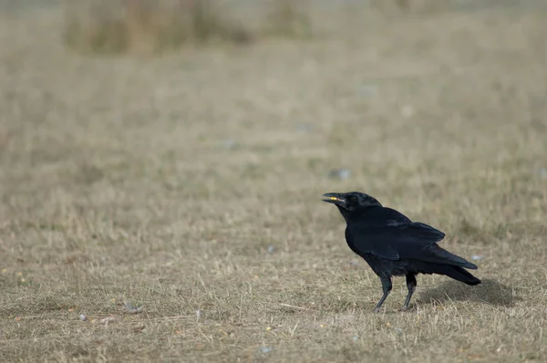 Cuervo Portador Corvus Corone Con Granos Maíz Pico Reserva Natural — Foto de Stock