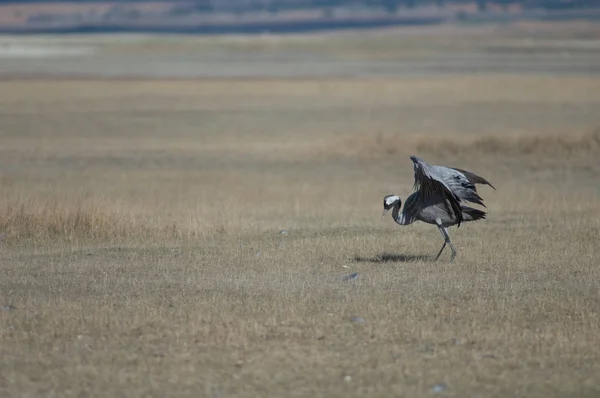 Guindaste Comum Grus Grus Mancando Sem Parte Uma Perna Reserva — Fotografia de Stock