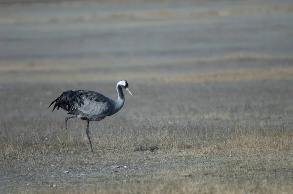 Guindaste Comum Grus Grus Sem Parte Uma Perna Reserva Natural — Fotografia de Stock