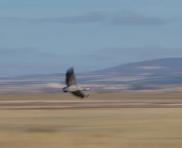 Ortak Vinç Grus Grus Uçan Gallocanta Lagün Doğal Rezerv Aragon — Stok fotoğraf