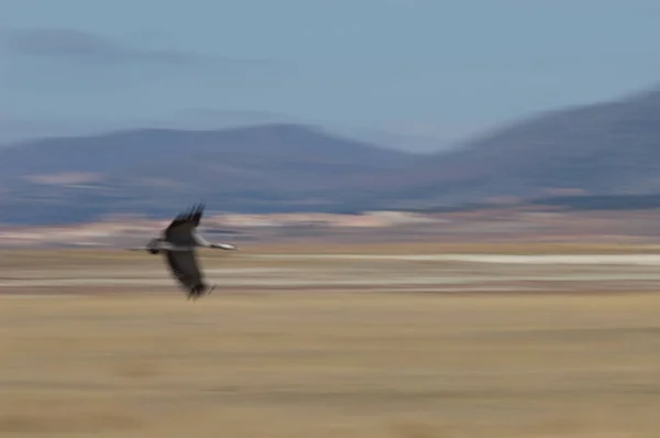 Ortak Vinç Grus Grus Uçan Gallocanta Lagün Doğal Rezerv Aragon — Stok fotoğraf