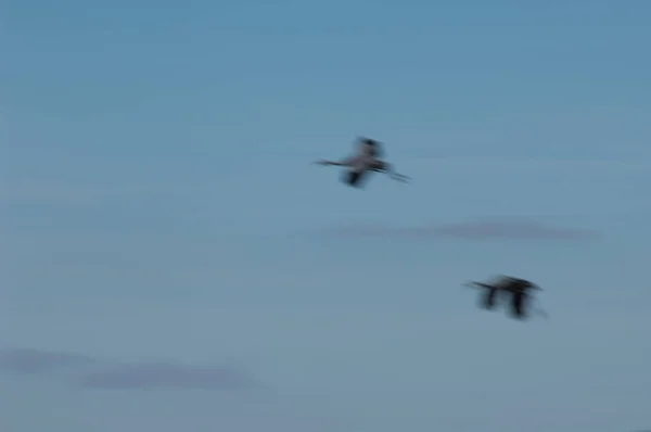 Κοινοί Γερανοί Grus Grus Που Πετούν Φυσικό Καταφύγιο Της Λίμνης — Φωτογραφία Αρχείου