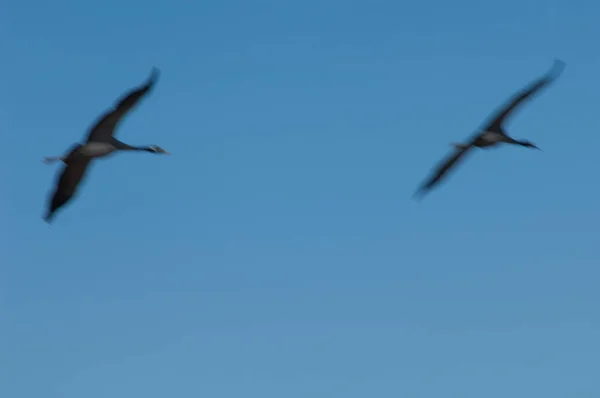 Grúas Comunes Grus Grus Volando Reserva Natural Laguna Gallocanta Aragón —  Fotos de Stock