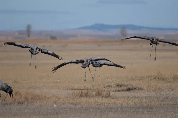 Ortak Vinçler Grus Grus Iniş Gallocanta Lagün Doğal Rezerv Aragon — Stok fotoğraf