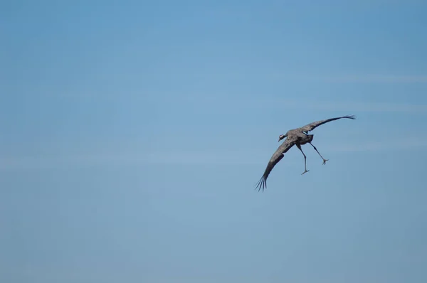 Common Crane Grus Grus Landing Gallocanta Lagoon Natural Reserve Aragon — Stock Photo, Image