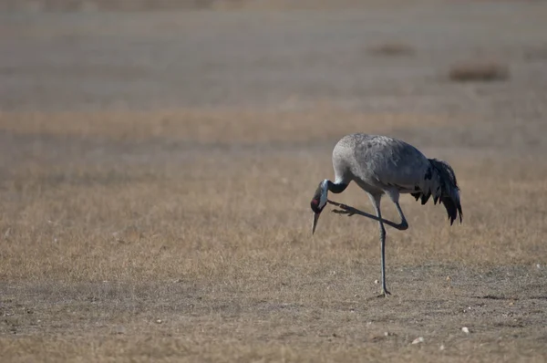 Guindaste Comum Grus Grus Arranhando Reserva Natural Lagoa Gallocanta Aragão — Fotografia de Stock