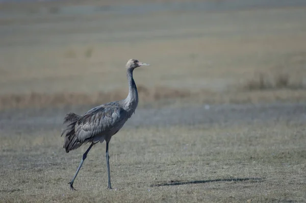 Guindaste Comum Juvenil Grus Grus Reserva Natural Lagoa Gallocanta Aragão — Fotografia de Stock