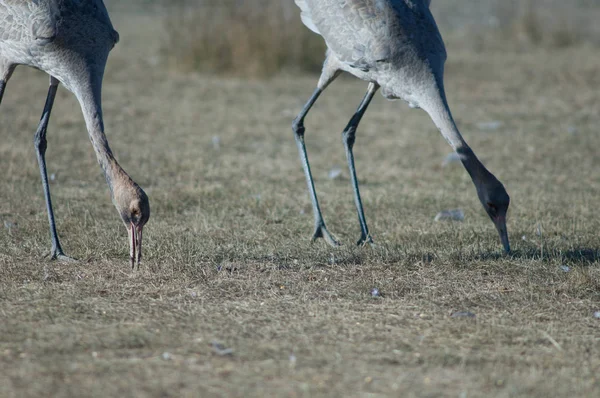 Guindastes Comuns Juvenis Grus Grus Busca Comida Reserva Natural Lagoa — Fotografia de Stock