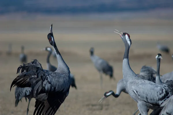 Grúas Comunes Grus Grus Reclamando Reserva Natural Laguna Gallocanta Aragón —  Fotos de Stock