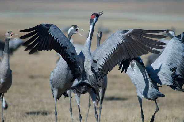 Grúas Comunes Grus Grus Luchando Reserva Natural Laguna Gallocanta Aragón —  Fotos de Stock