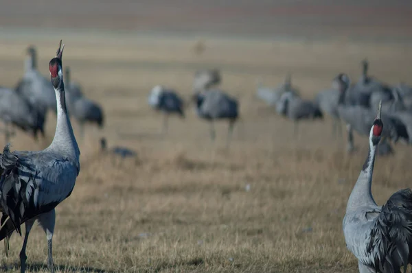 Grúas Comunes Grus Grus Reclamando Reserva Natural Laguna Gallocanta Aragón —  Fotos de Stock