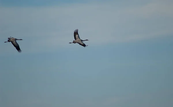 Guindastes Comuns Grus Grus Voo Reserva Natural Lagoa Gallocanta Aragão — Fotografia de Stock