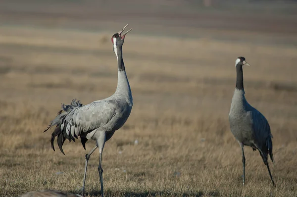 Grúa Común Grus Grus Reclamando Reserva Natural Laguna Gallocanta Aragón —  Fotos de Stock