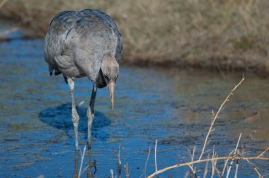 Bir gölde yaygın bir vinç grus grus.