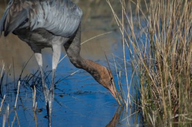 Bir gölde yaygın bir vinç grus grus.
