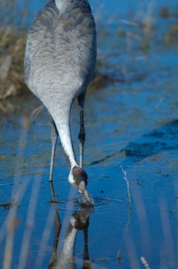 Bir gölde yaygın vinç içme suyu.