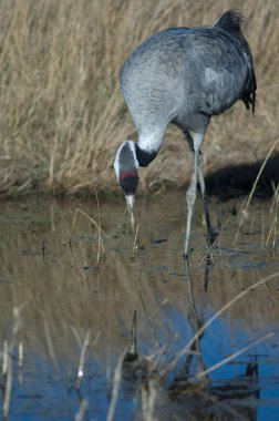 Bir gölde yaygın bir vinç grus grus.