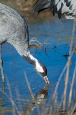 Bir gölde yaygın vinç içme suyu.