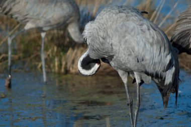 Bir gölde yaygın bir vinç grus grus.