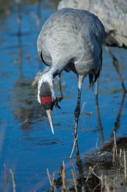 Bir gölde yaygın bir vinç grus grus.