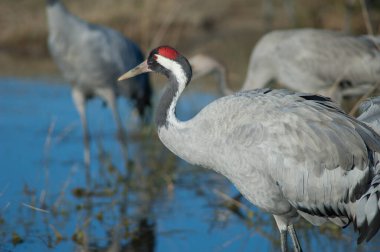 Bir gölde yaygın bir vinç grus grus.