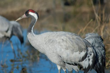 Bir gölde yaygın bir vinç grus grus.