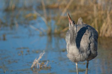 Bir gölde su içen vinçler.