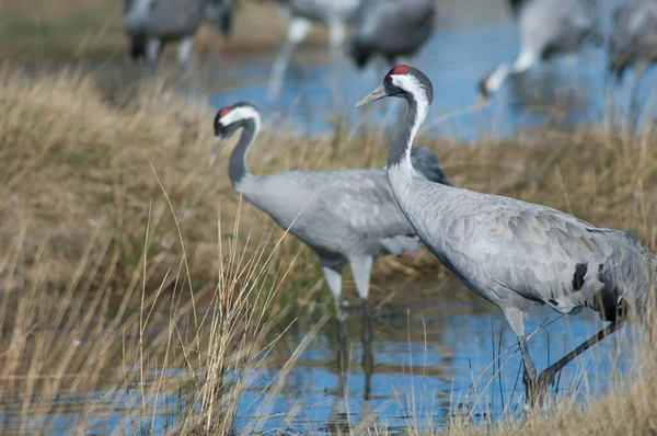 Vinçler lagündeki Grus grus.