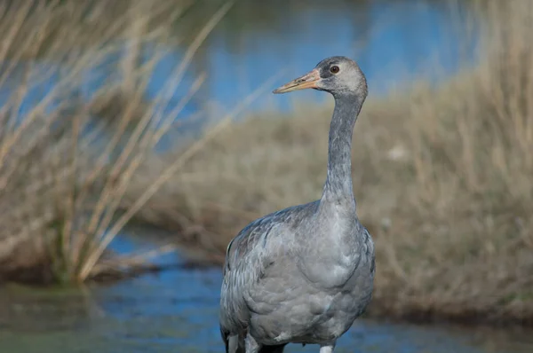 Vanlig trana Grus grus i en lagun. — Stockfoto