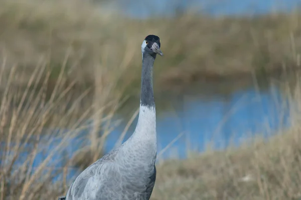 Guindaste comum Grus grus em uma lagoa. — Fotografia de Stock