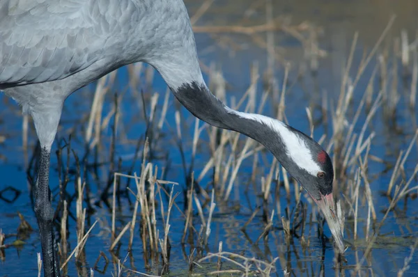 Guindaste comum Grus grus em uma lagoa. — Fotografia de Stock