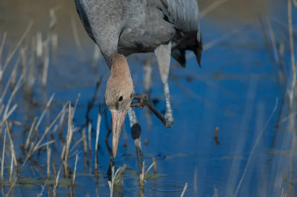 Guindaste comum Grus grus em uma lagoa. — Fotografia de Stock