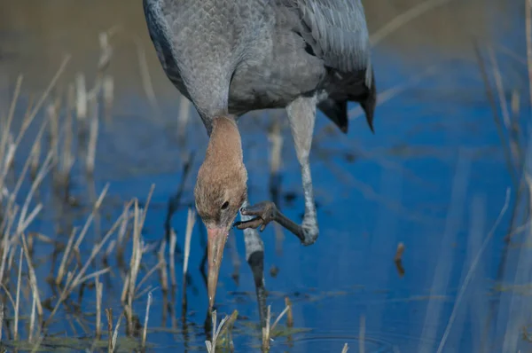 Common crane Grus grus in a lagoon. — Stock Photo, Image