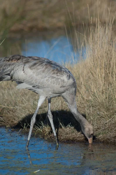 Juvenil guindaste comum água potável em uma lagoa. — Fotografia de Stock