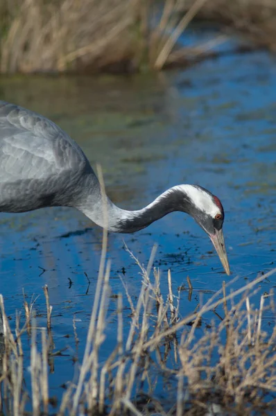 Guindaste comum Grus grus em uma lagoa. — Fotografia de Stock