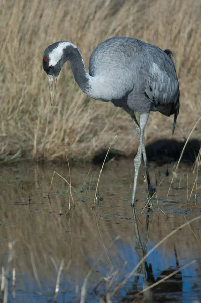 Guindaste comum Grus grus em uma lagoa. — Fotografia de Stock