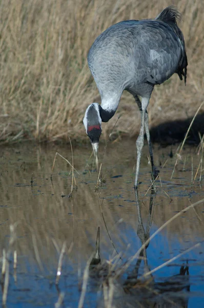 Guindaste comum Grus grus em uma lagoa. — Fotografia de Stock