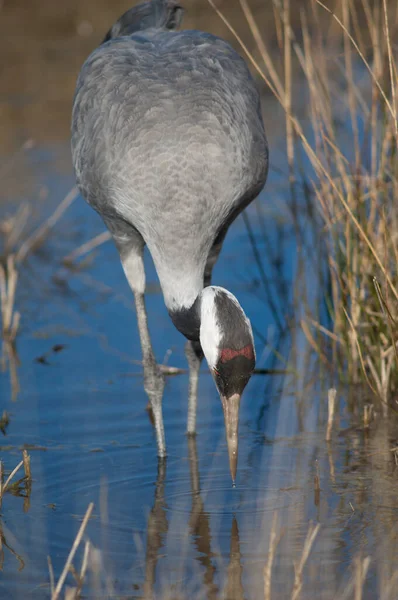 Bir gölde yaygın bir vinç grus grus.