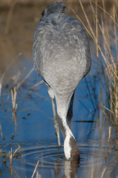 Guindaste comum Grus grus em uma lagoa. — Fotografia de Stock