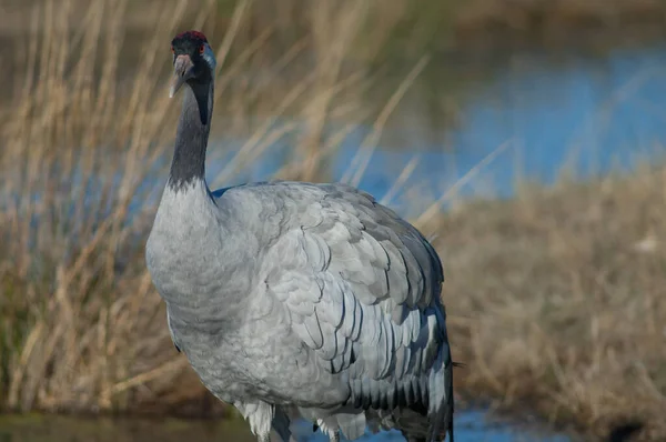 Guindaste comum Grus grus em uma lagoa. — Fotografia de Stock