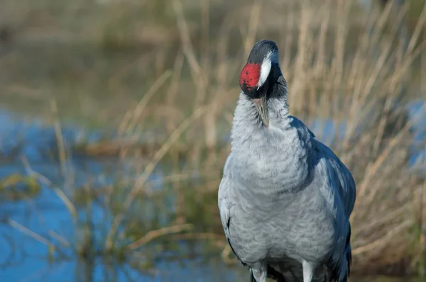 Vanlig trana Grus grus i en lagun. — Stockfoto