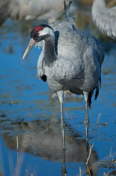 Żuraw Grus grus w lagunie. — Zdjęcie stockowe