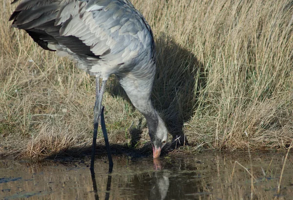 Běžný jeřáb Grus v laguně. — Stock fotografie