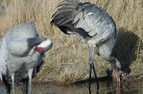 Guindaste comum Grus grus em uma lagoa. — Fotografia de Stock