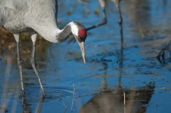 Guindaste comum Grus grus em uma lagoa. — Fotografia de Stock