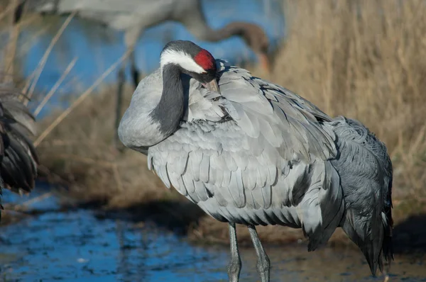 Běžný jeřáb Grus v laguně. — Stock fotografie