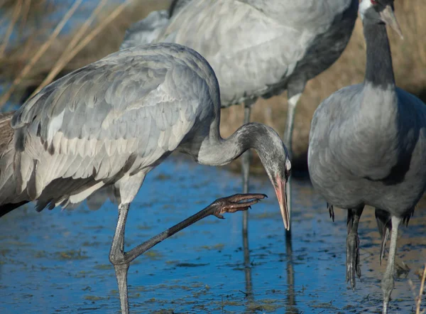 Guindaste comum juvenil arranhando em uma lagoa. — Fotografia de Stock